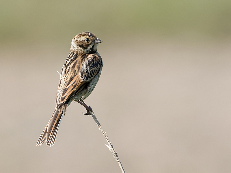 Emberiza schoeniclus Reed Bunting Rietgors